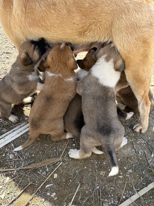 Отдам щенят в хорошие руки