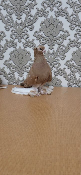 Голуби валерные.