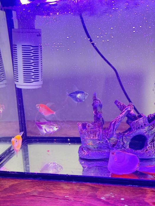 Продам аквриум с рыбкой