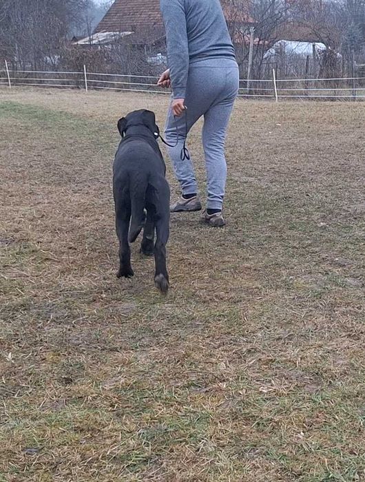 Cane Corso femelă junior, talie mare, pedigree FCI