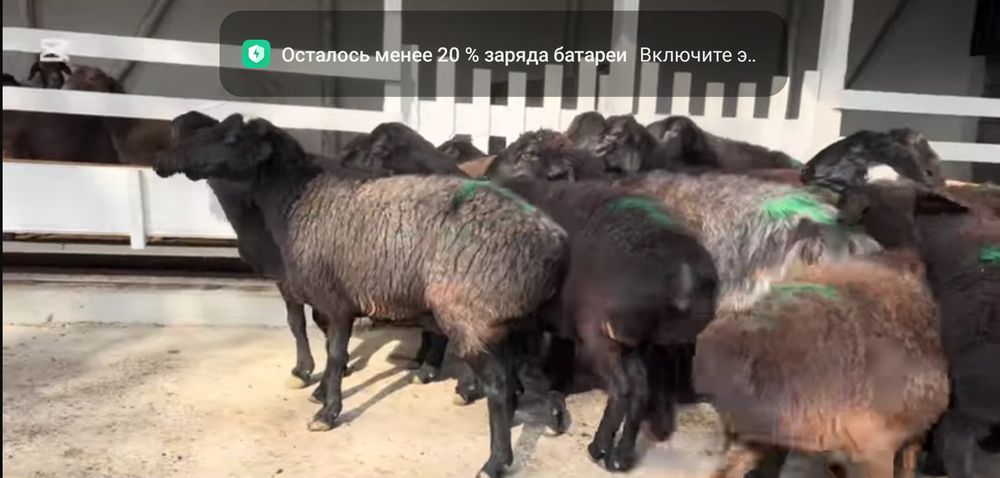 Ona qo'ylar egizchi qo'ylar sotiladi arzon narxda kelishtirib beramiz