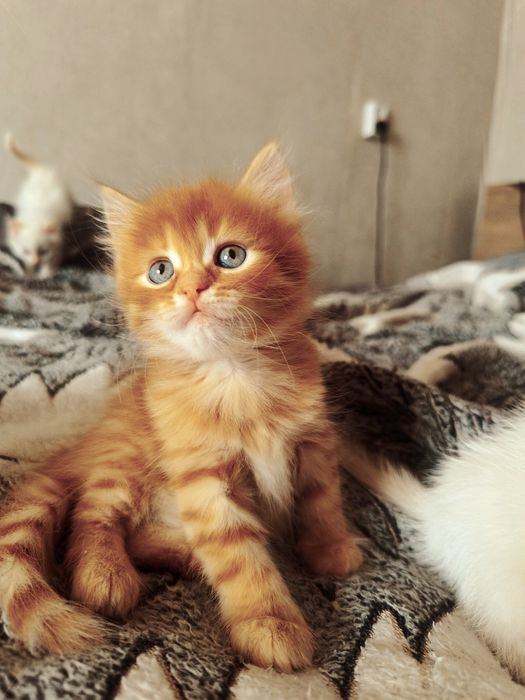 Котята! Бесплатно