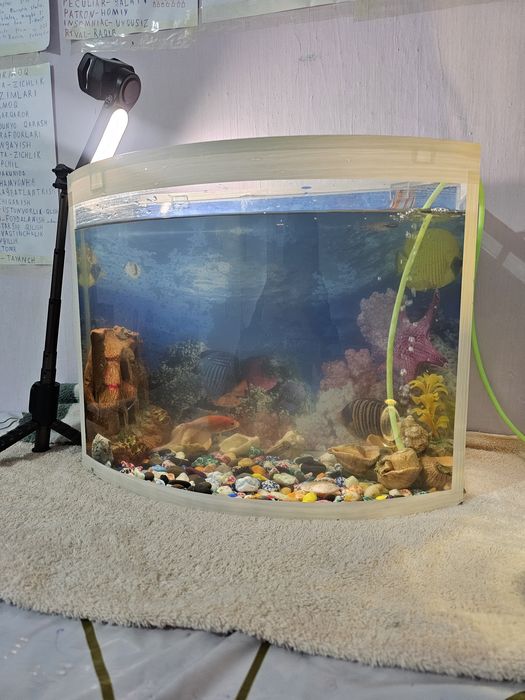 Аквариум для искусства