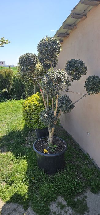 Cedru - Maslin - Ilex - Palmieri