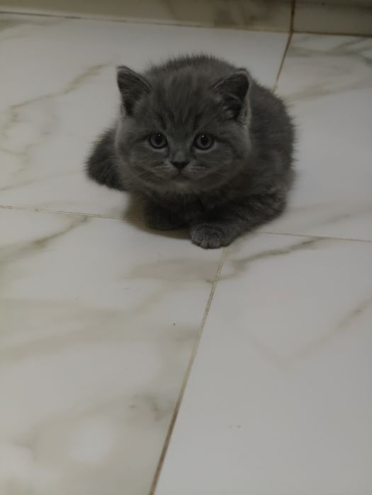 Британский голубой плюша