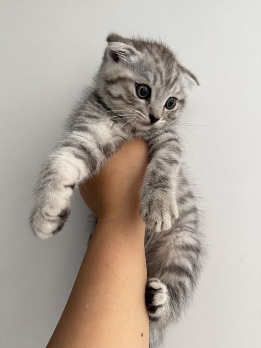 СРОЧНО! Продается шотландский вислоухий мальчик