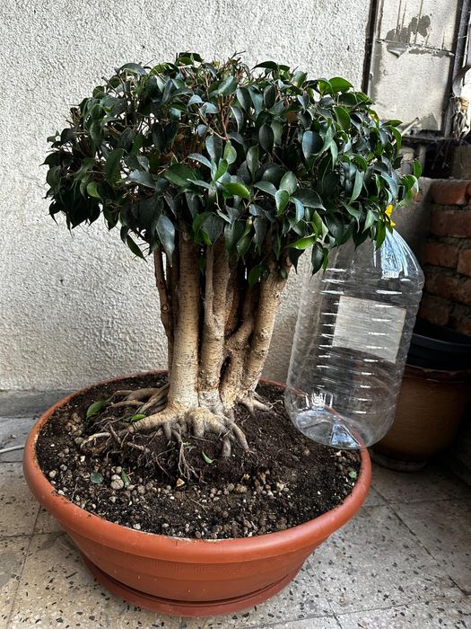 Фикус Бенджамин - бонсай
