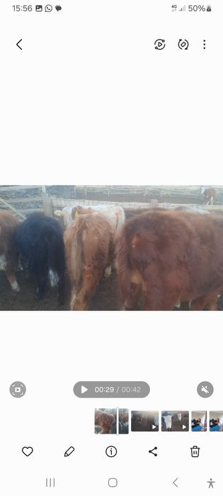 Сиырлар сатылады