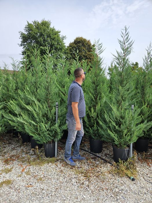 Leylandy toate dimensiunile calitate superioară