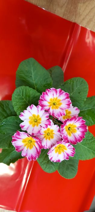 Иглика -многогодишна