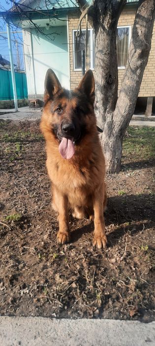 Щенки немецкой овчарки