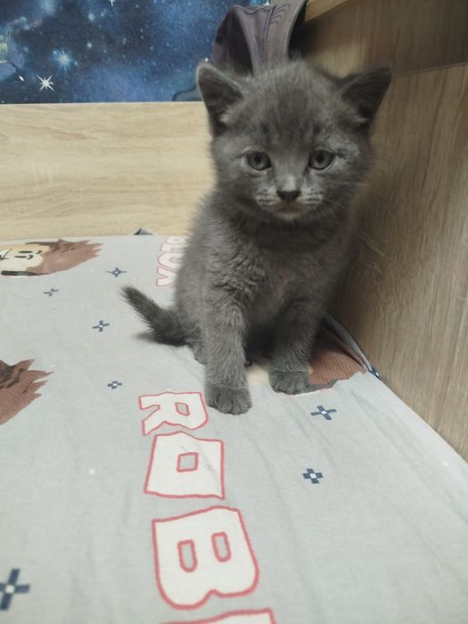 Подарю красивых котят