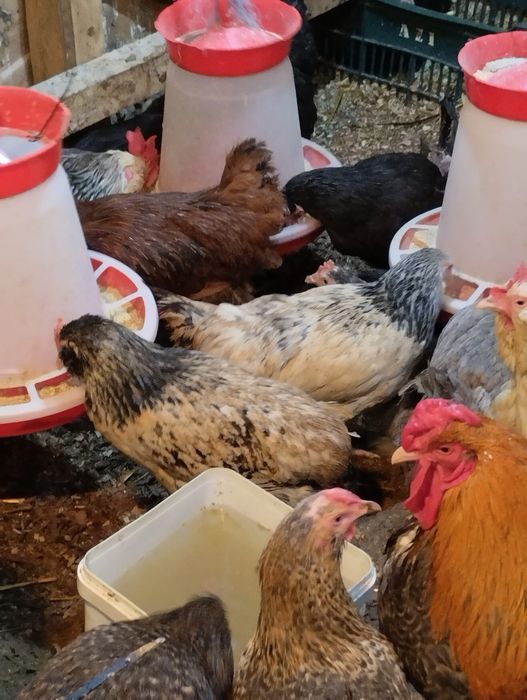 Ouă pentru incubație