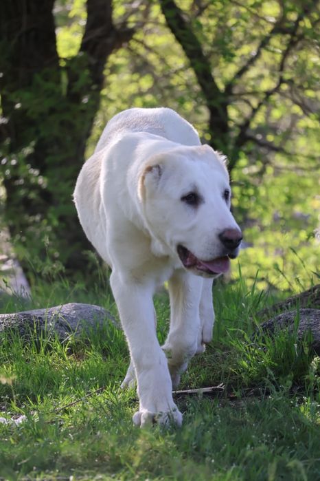 Девочка Сао Алабая 4 месяца