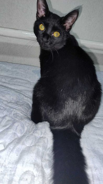 кошечка ищет дом