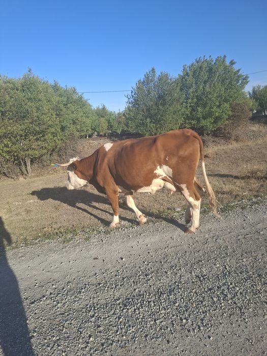 Vând vaca baltata