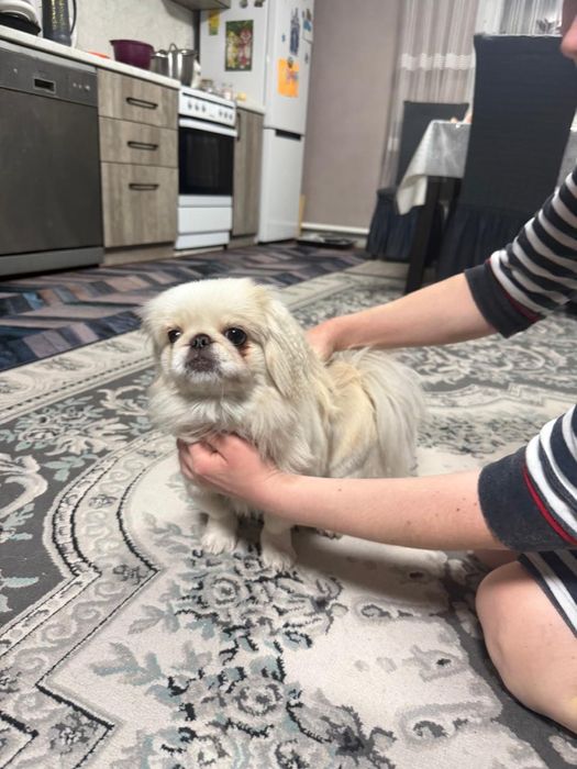 Ищем жениха для вязки