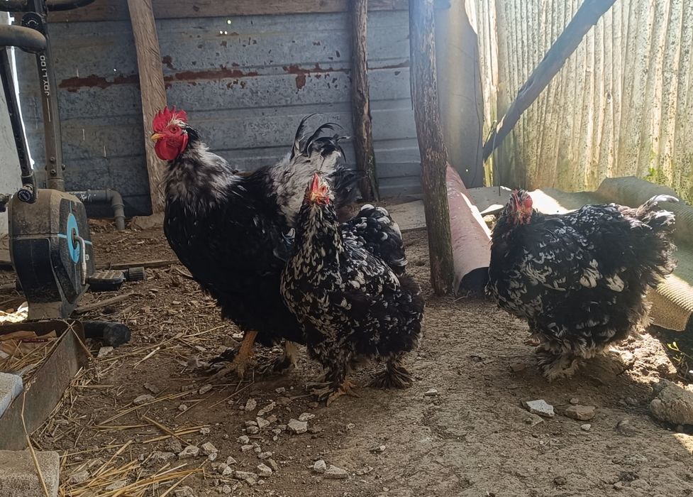 Gaini cochinchina urias