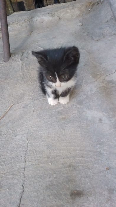 Котёнка в хорошие руки