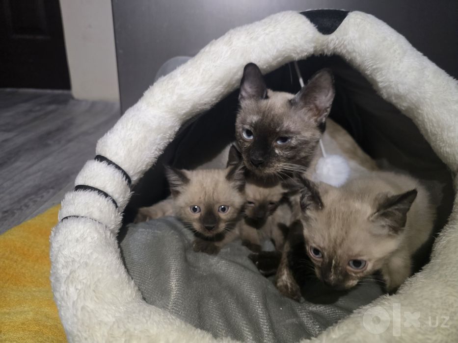 Продаются котята сиамские