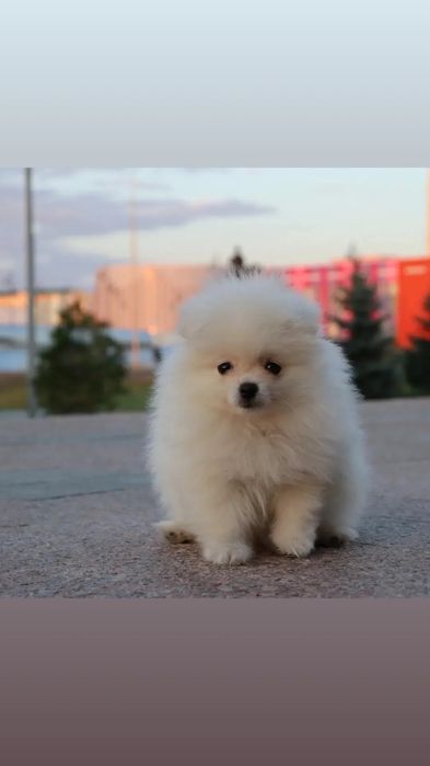 Щенки Шпица продажа