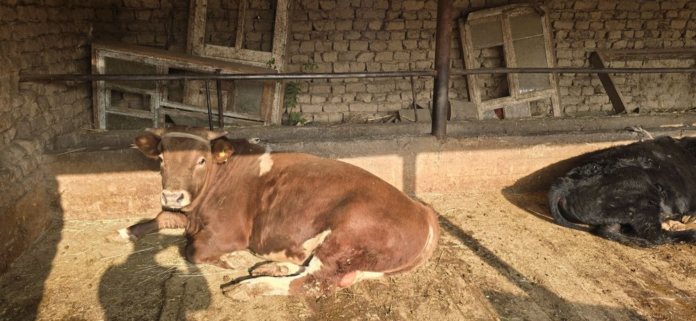 Бұқа сатылады, симментал