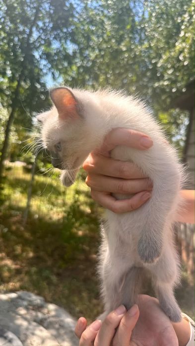 Сиямские котята