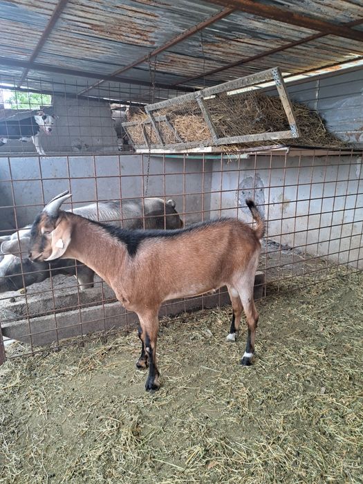 Țap anglonubian de vânzare