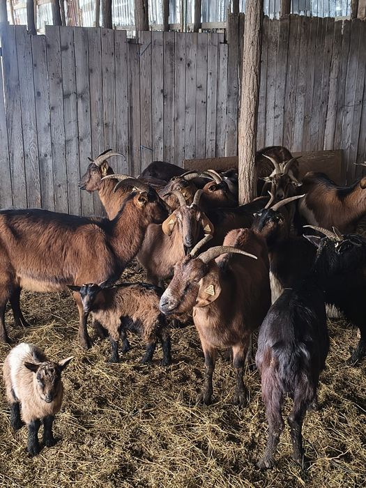 Capre metis de alpina