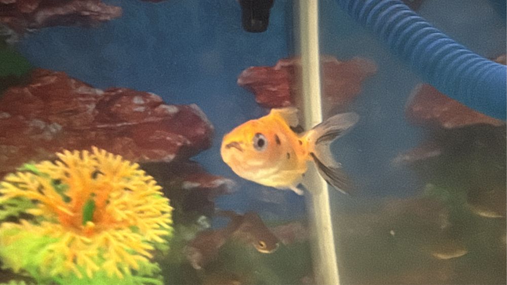 Продам золотые рыбки молодые.