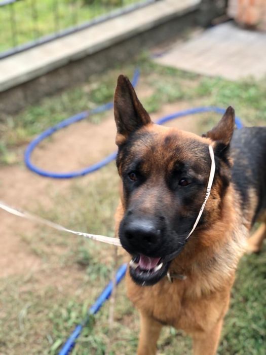 Вязка немецкая овчарка, кобель