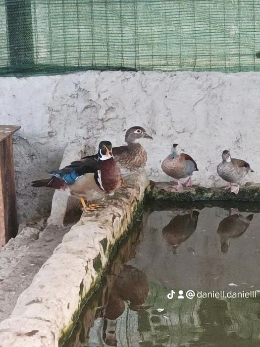 Pereche de rate caroline