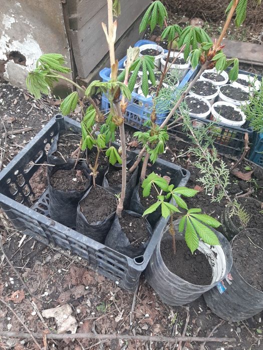 Саженцы туя каштан