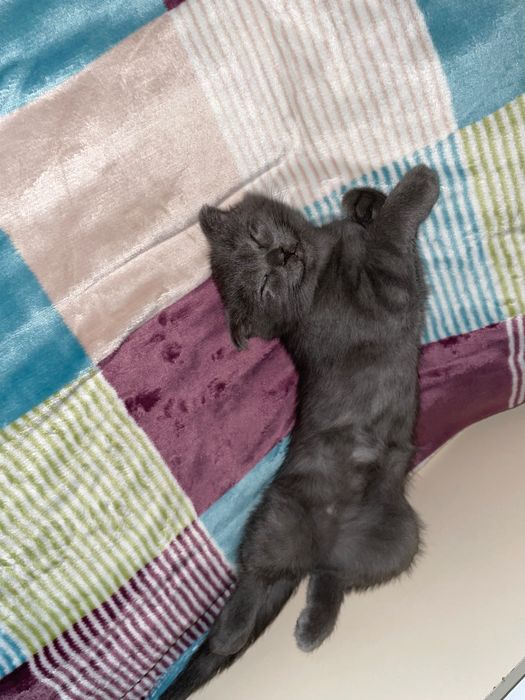 котенок в добрые руки