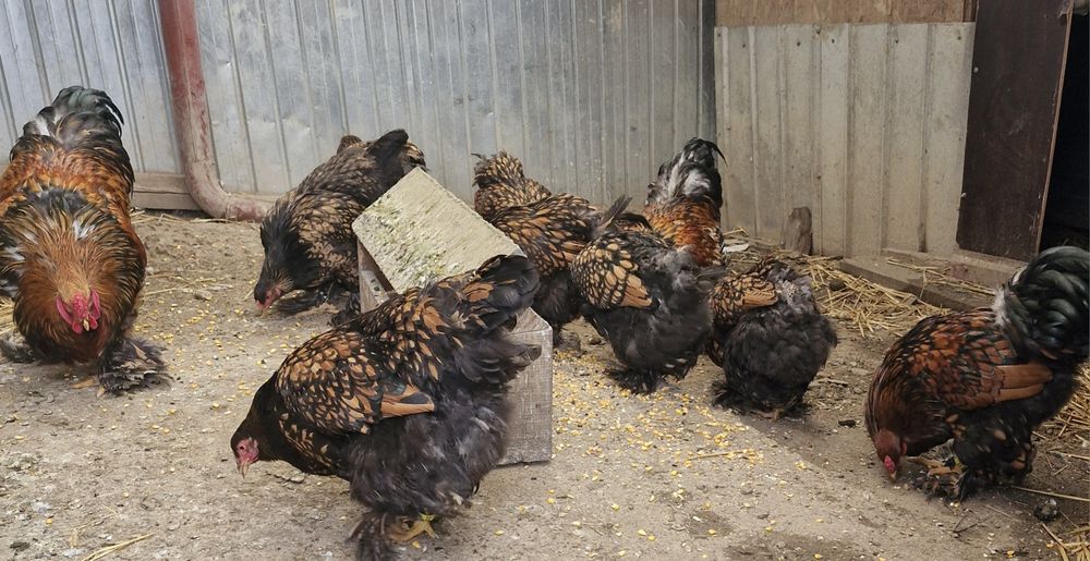 Păsări de rasă brahma portelan și gold (rosu-negru)