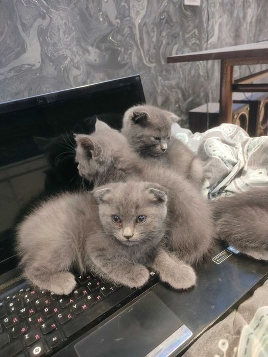 Мурчащие комочки счастья!Шотландские котята (фолды и страйт)