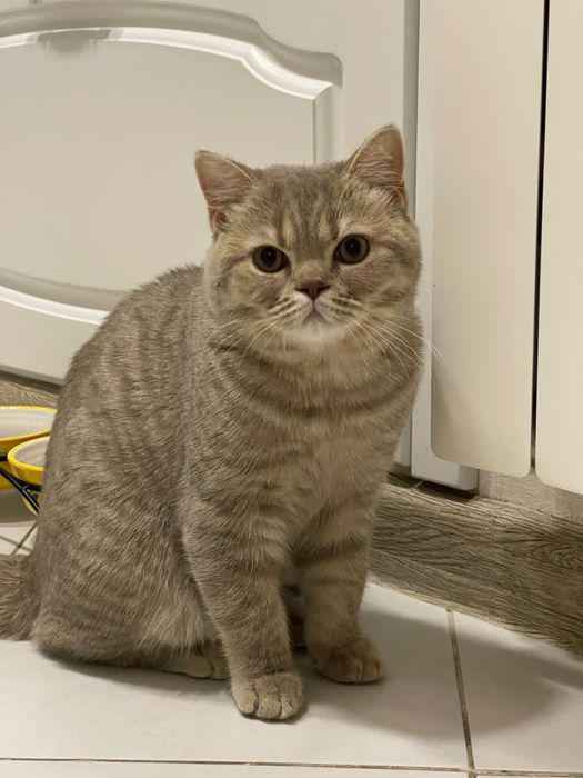 Отдам кота в хорошие руки