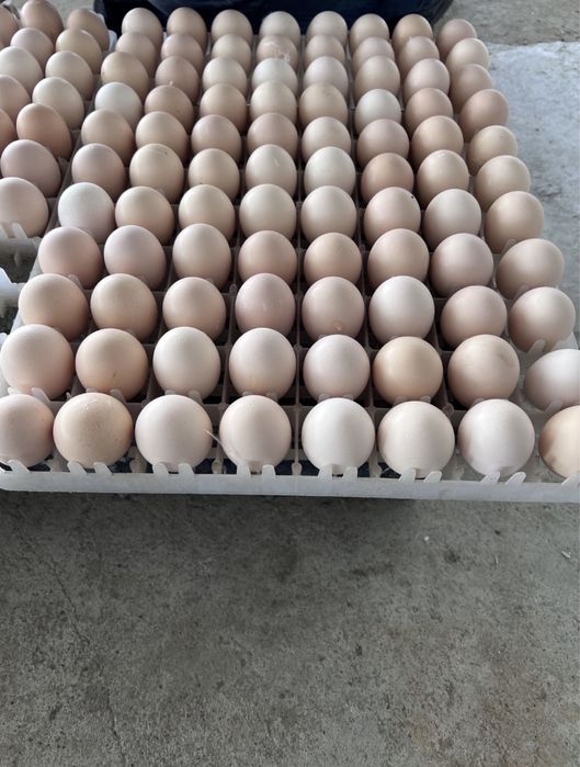 Суточный цыплята бройлера