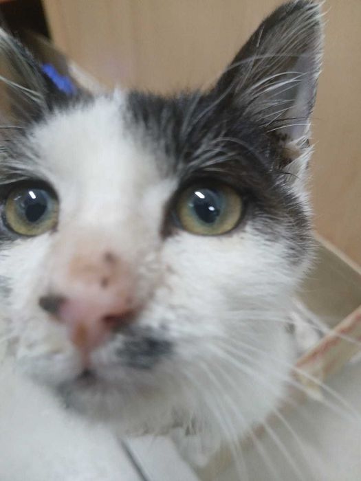 котенок ищет дом