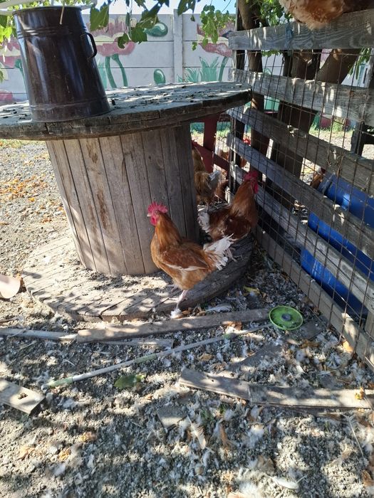 Gaini cocosi curci crescute la curte.