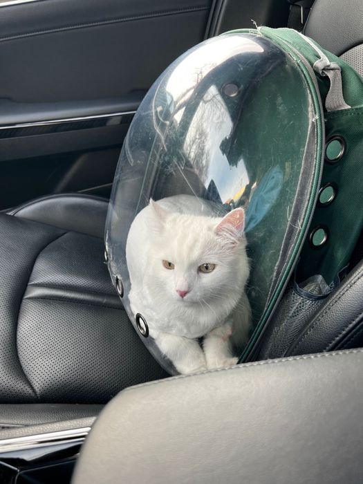 Продам переноску для кошечек