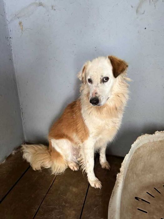 Adopta un caine - un sufletel are nevoie de stapan!