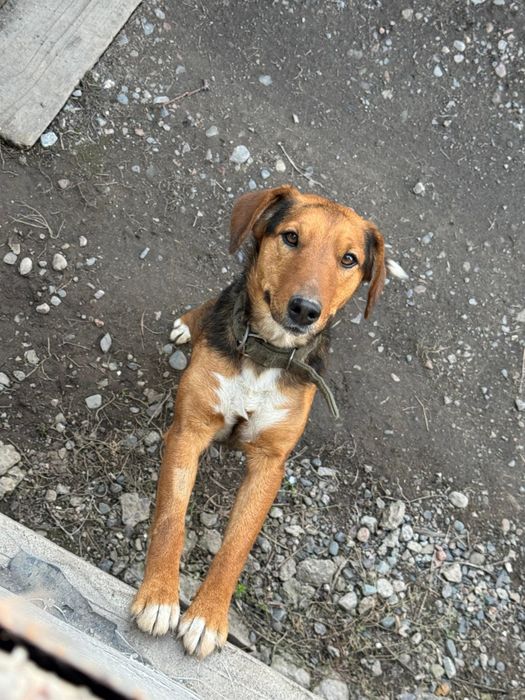 Отдам в хорошие руки