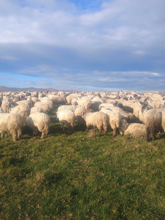 Vànd oi de sacrificat și de ținut,prețul negociabil