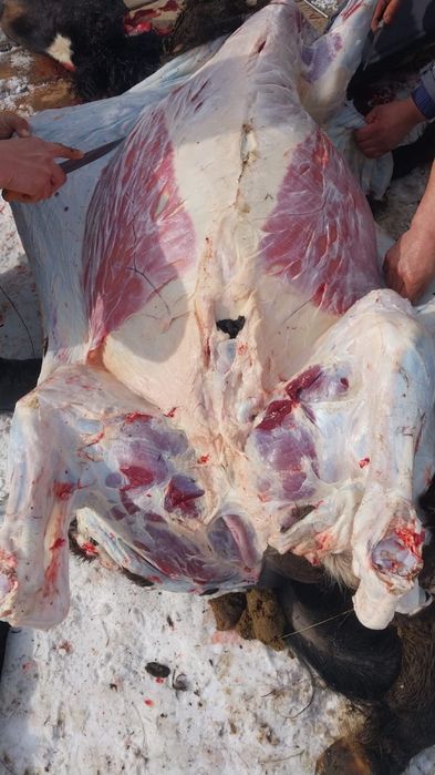 Продам жабагы откормленные