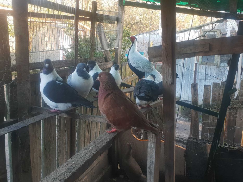 Porumbei straseri de vanzare