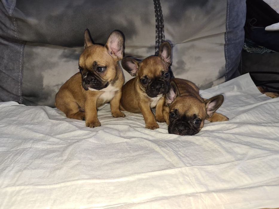 Продам щенков французского бульдога