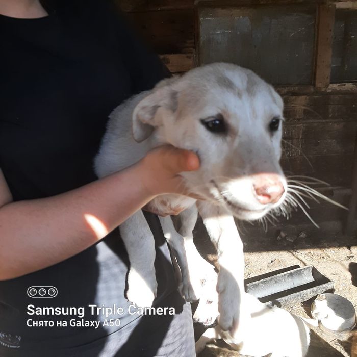 Отдам щенков звоночки