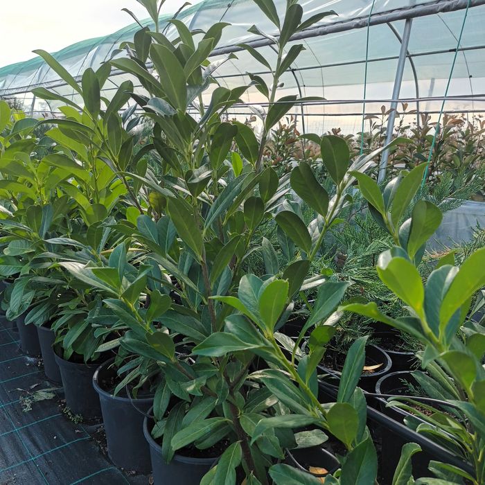 Chiparos Leylandii,Laur Englezesc și Photinia Red Robin