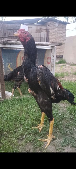 Сентябрьский жужик китайц